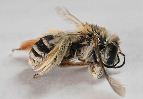 Réf. 347 892 : Dasypoda (hirtipes-morawitzi)